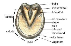 hästens hov