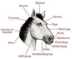 hästens huvud