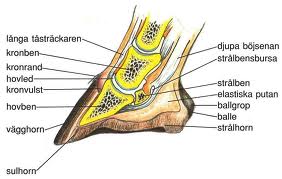 hovens skelett