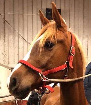 caspian profil 2016