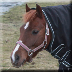 sebastian-profil